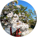 ねねまる profile picture