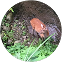 柿の種 profile picture