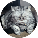 ハル profile picture