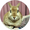 うちのうさぎさん profile picture